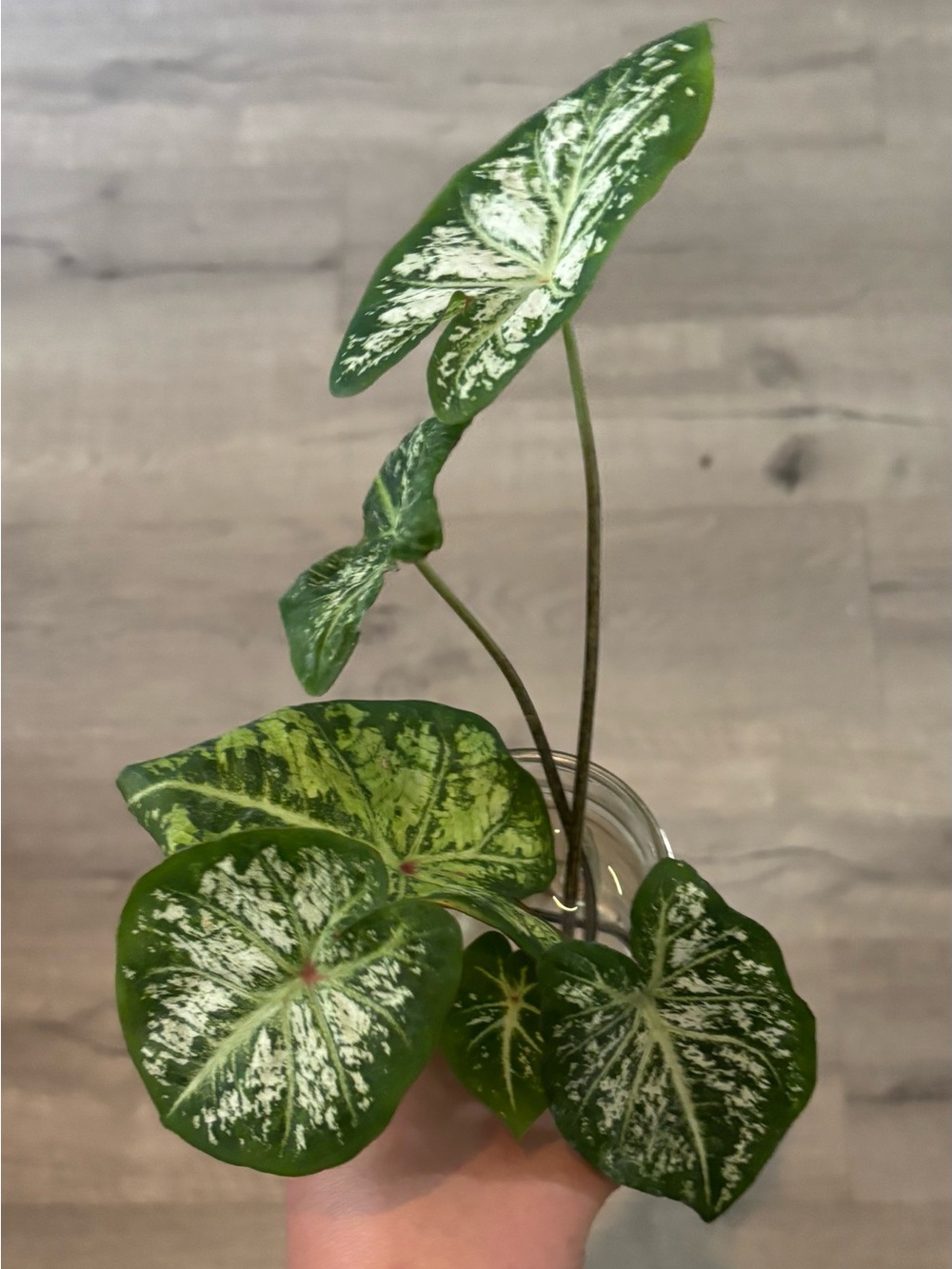 Caladium Bicolor Plant Cutting - Picture 2 of 3